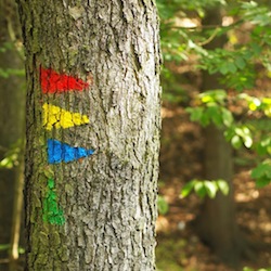 Flèches peintes sur un arbre